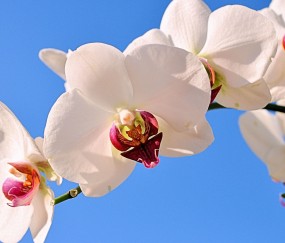 西湖正规助孕捐卵机构，附正规捐卵机构报名表！